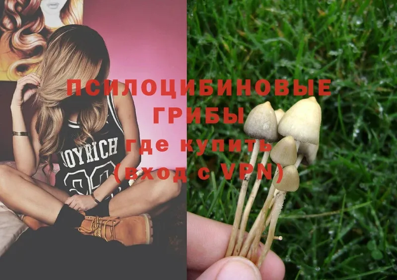 Галлюциногенные грибы Psilocybe Алупка